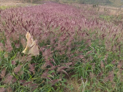 糖蜜草種子每畝地播種多少？