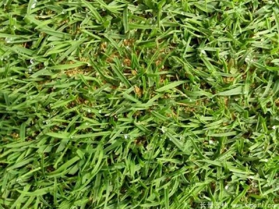 結(jié)縷草種子怎么催芽？