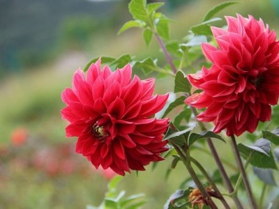 大麗花種子幾天發(fā)芽？